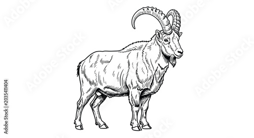 Photos Vintage engraving of a wild mountain ibex with large curved horns