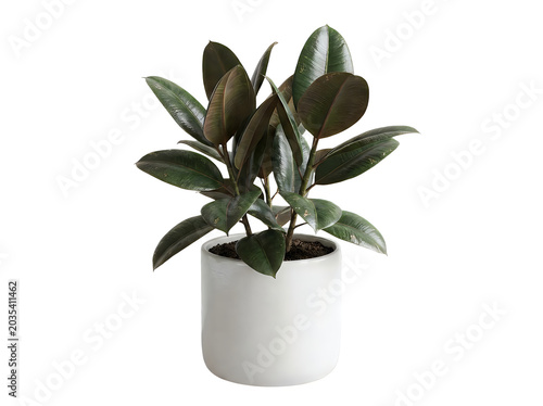 Dark green plant in a white pot