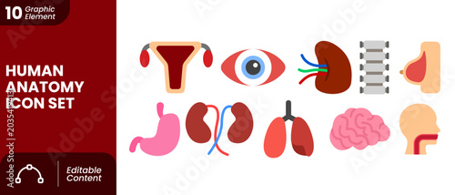 Human Internal Organs and Anatomy Medical Icon Set