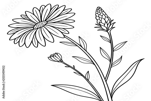 coloring page line art the hardy begonia flower black vector