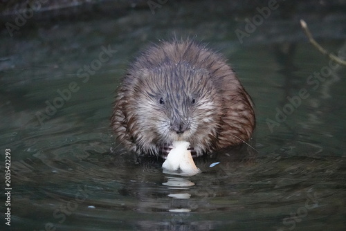 Tableau sur toile Muskrat, or muskrat (Latin Ondatra zibethicus)