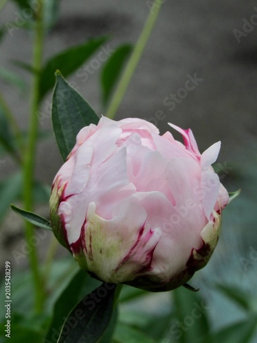 A pink peony bud with a crawling ant 