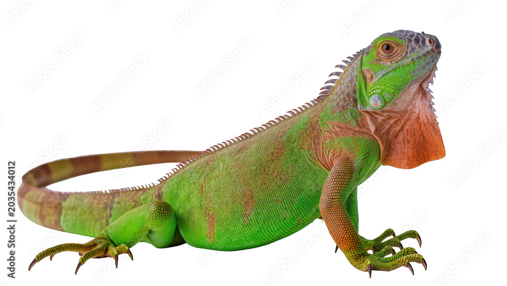 Fototapeta premium Green iguana reptile with orange dewlap and spiny crest