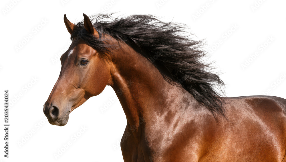 Fototapeta premium Brown horse with flowing black mane on white
