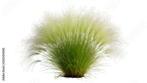 Foto Fluffy ornamental grass with feathery plumes and green blades