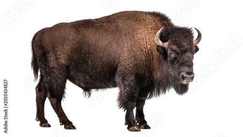 Cuadro en lienzo American Bison with thick brown fur and curved horns