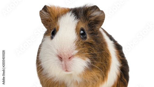 Fotografía Tri-color guinea pig with white brown, and tan fur