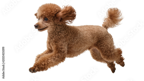 Tableau sur toile Brown poodle dog running with fluffy curly fur