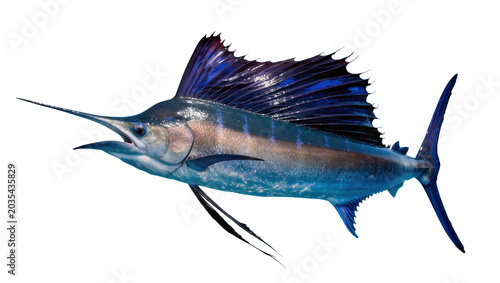 Canvas Print Atlantic Sailfish with Blue Dorsal Fin and Spear-like Bill