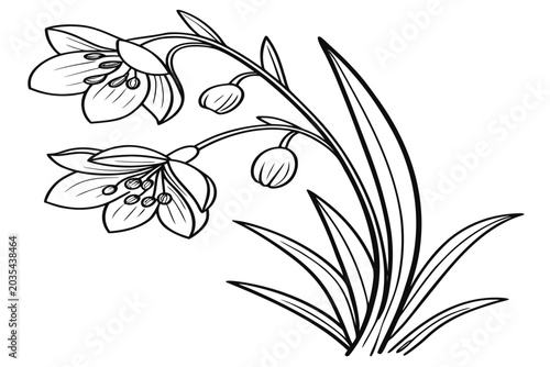 coloring page line art the veronica flower black vector