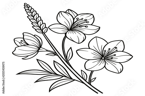 coloring page line art the veronica flower black vector