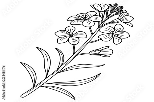 coloring page line art the veronica flower black vector