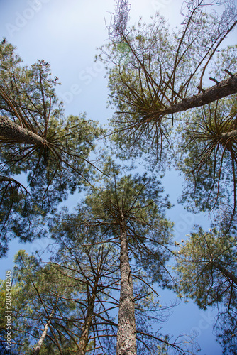 Treetops against a clear blue sky. Concept: Nadir view