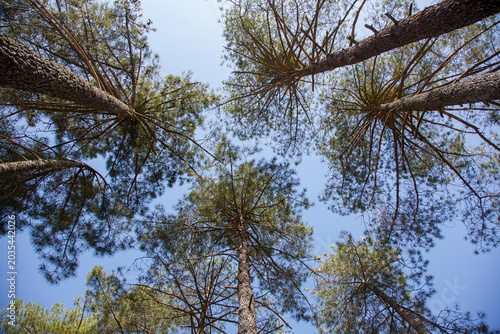 Treetops against a clear blue sky. Concept: Nadir view