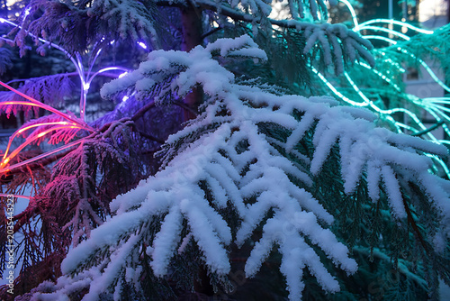 Snow-Covered Evergreen Pine Branches at Night with Colorful Neon Light Bokeh — Winter Christmas Holiday Season Background