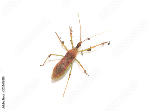 Leafhopper Assassin Bug Zelus renardii with Aphid Remains on Legs