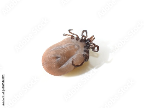 Castor Bean Tick Ixodes ricinus Underside Isolated on White Background
