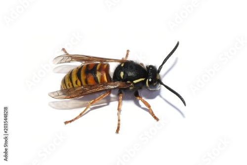 Red Wasp Vespula rufa Isolated on White Background