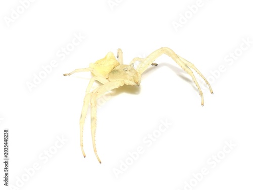 Flower Crab Spider Thomisus onustus Isolated on White Background