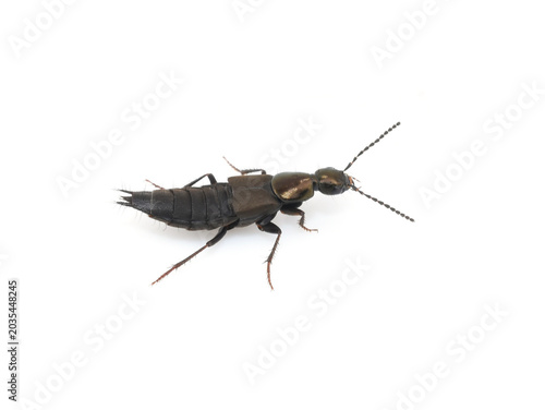 Philontus Rove Beetle Isolated on White Background