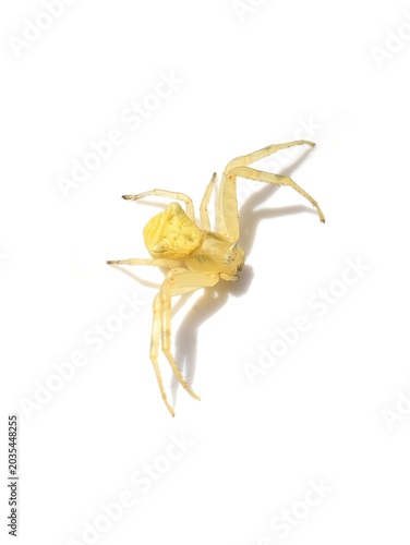 Flower Crab Spider Thomisus onustus Isolated on White Background