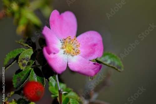 Foto Portrait of a sweet-briar rose and fruit