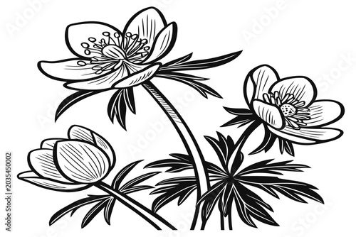 Quadro su tela coloring page line art the winter aconite flower black vector