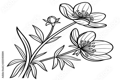 Photos coloring page line art the winter aconite flower black vector