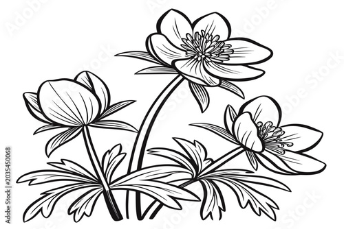 Canvastavla coloring page line art the winter aconite flower black vector