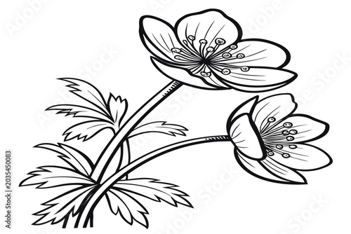 Canvastavla coloring page line art the winter aconite flower black vector