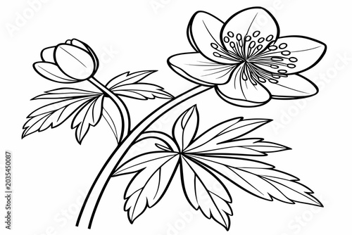 Принти на полотні coloring page line art the winter aconite flower black vector