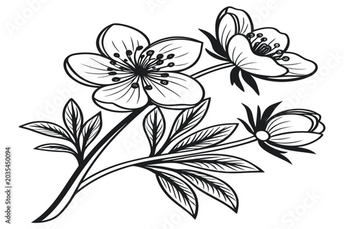 фотографія coloring page line art the winter aconite flower black vector