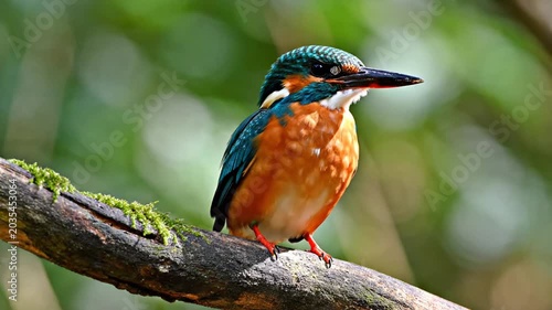 Colorful common kingfisher bird perched on mossy tree branch.