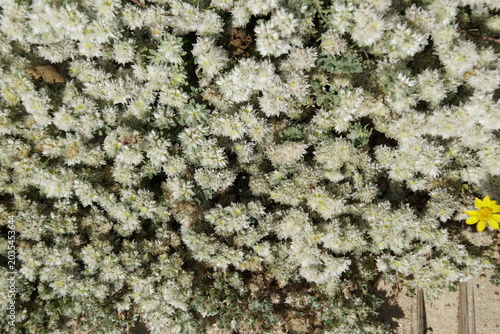 Photos Paronychia argentea, a flowering plant commonly known as silver nail grass, is a low-growing perennial known for its dense clusters of small white or silvery bracts surrounding inconspicuous flowers
