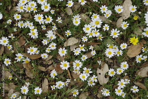 Obraz na plátně These plants belong to the genus Anthemis, commonly known as chamomile or dog fennel