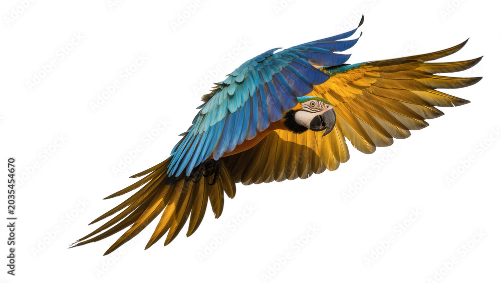 Fototapeta premium Blue and yellow macaw parrot flying with wings spread