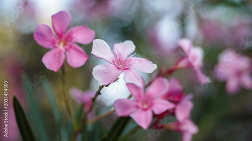 Fotografie Beautiful pink flowers blooming in the wild nature of Southern France