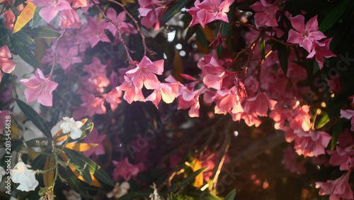 Valokuva Beautiful pink flowers blooming in the wild nature of Southern France