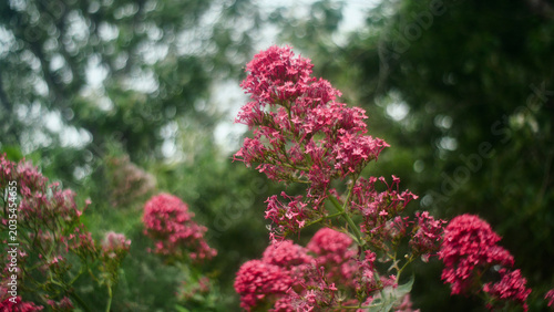 Fotografi Beautiful pink flowers blooming in the wild nature of Southern France