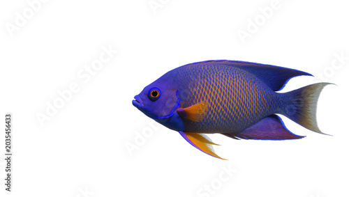 Bild auf Leinwand Vibrant blue and orange angelfish swimming