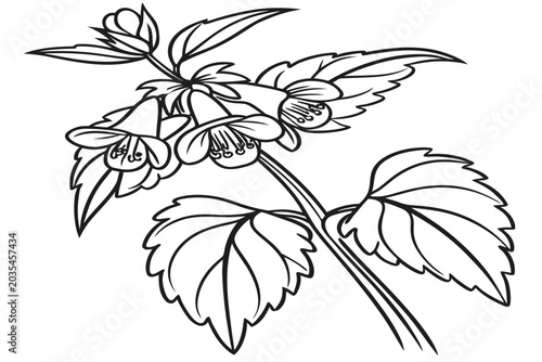 coloring page line art the yellow archangel flower black vector