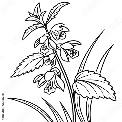 coloring page line art the yellow archangel flower black vector