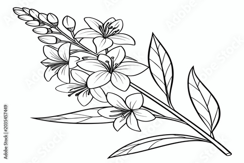 coloring page line art the yellow archangel flower black vector