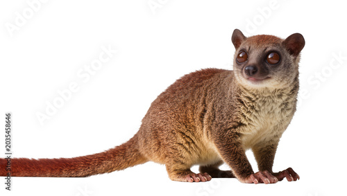 Cuadro en lienzo Small brown lemur with large round eyes and bushy tail