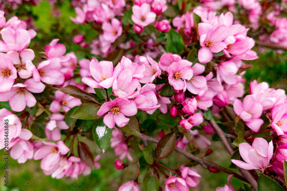 Obraz premium Vibrant pink flowers densely covering tree branches, displaying delicate petals and fresh green leaves. Soft natural light enhances the vivid colors, creating an atmosphere of spring and renewal in a