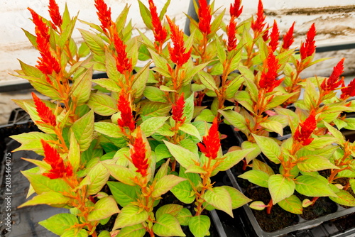 Slika na platnu Young Celosia plants showcasing bright red, feathery flower spikes and fresh green foliage, growing densely in nursery trays