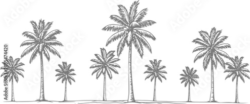 Obraz na płótnie Of a tropical palm tree lineup on a white background