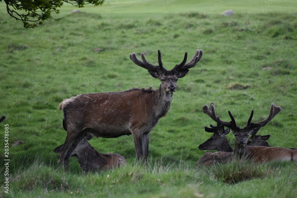 Fototapeta premium Red Deer Stags Resting in Green Meadow with Velvet Antlers