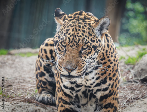 South American Jaguar resting in a zoo habitat in Tennessee. The Jaguar lives mostly in the Amazon Rainforest and is the biggest cat in the Americas.