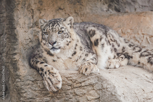 Snow leopard resting in a rocky habitat at the zoo. Ranging in East Asia mountain ranges like the Himalayas.